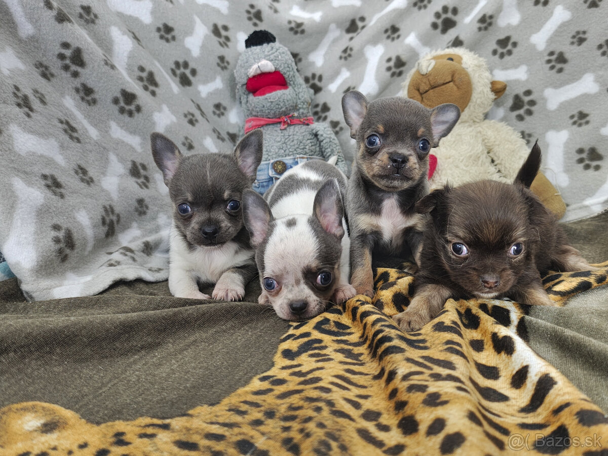 Čivavy na predaj -modrá, biela, čokoladová - 2