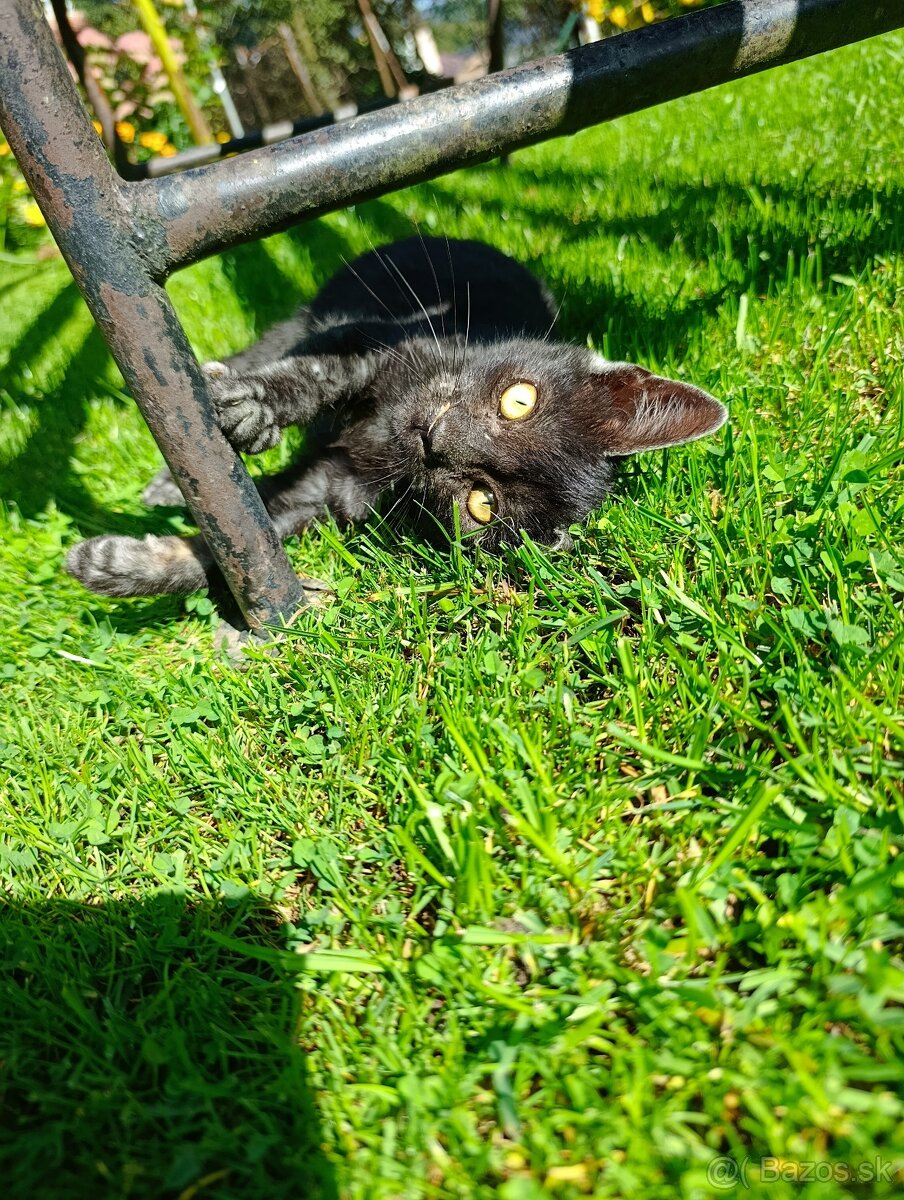 Darujem mačiatka mačičky - 2