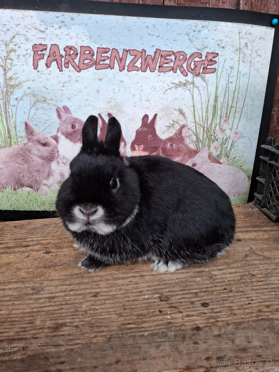 Zdrobnený králik - 2