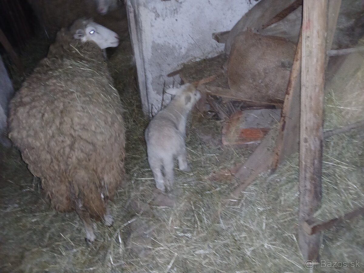 Predaj oviec - 2