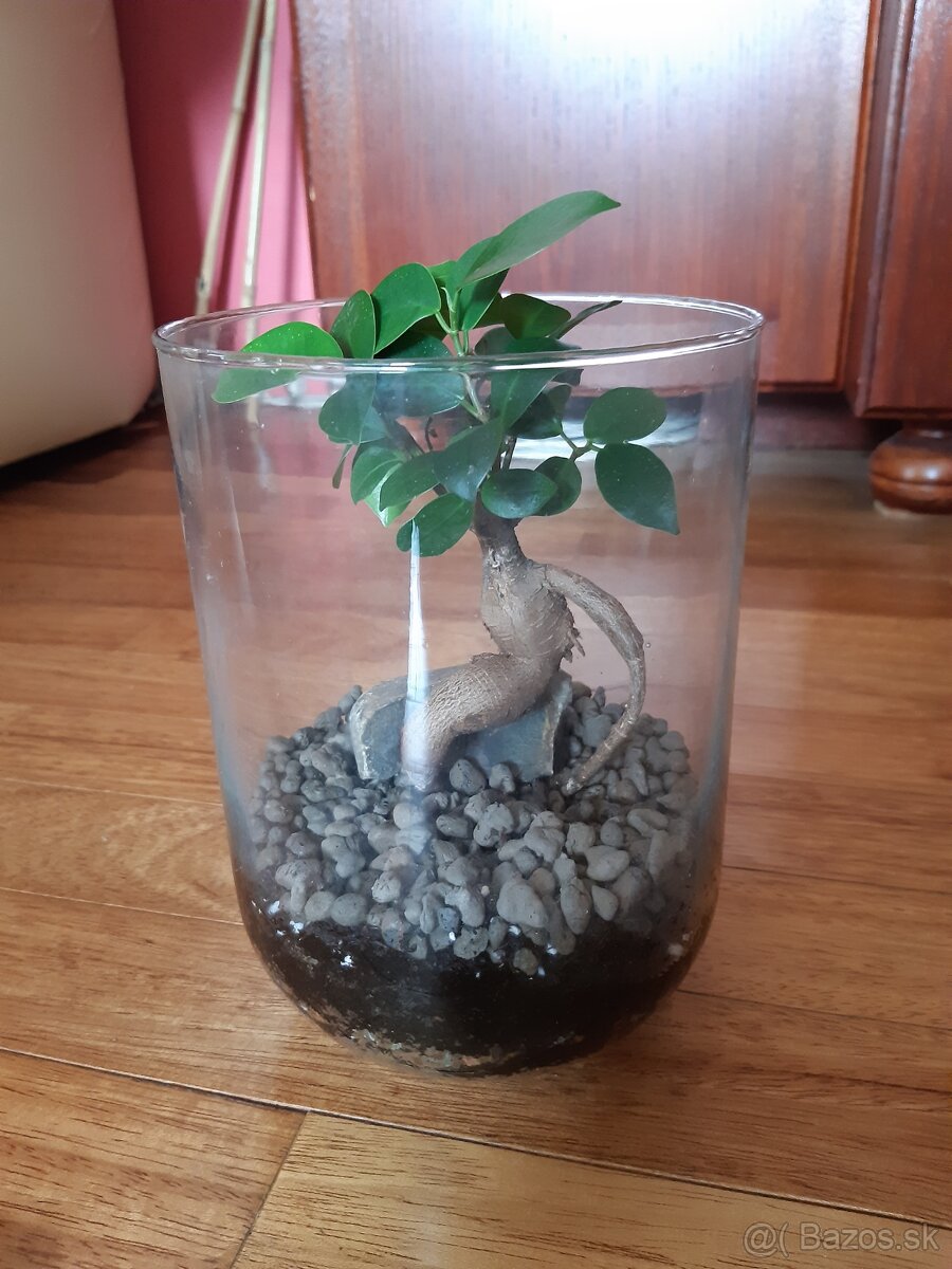 Predám otvorené rastlinné terárium - 2