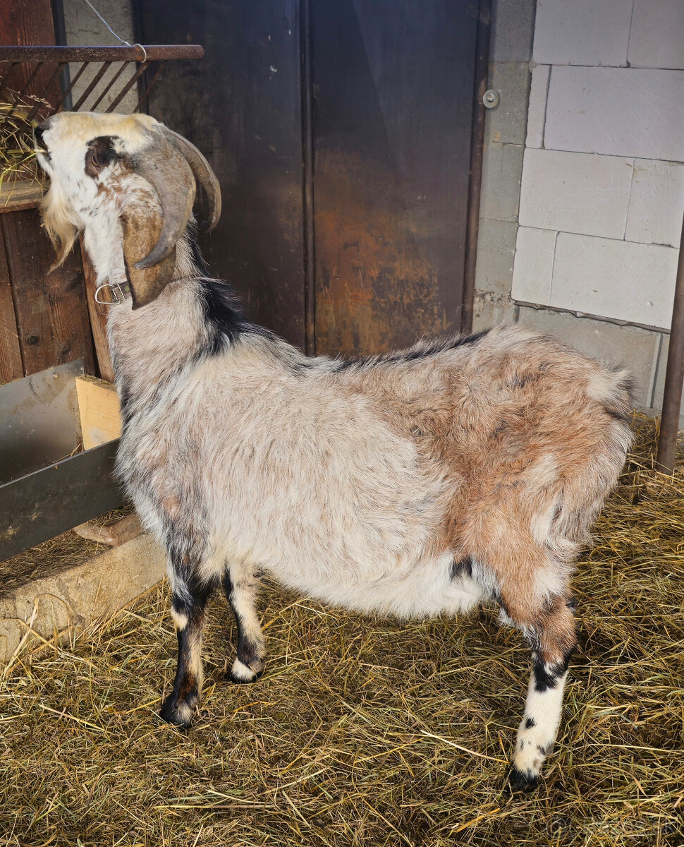 Anglonubijsky cap - 2