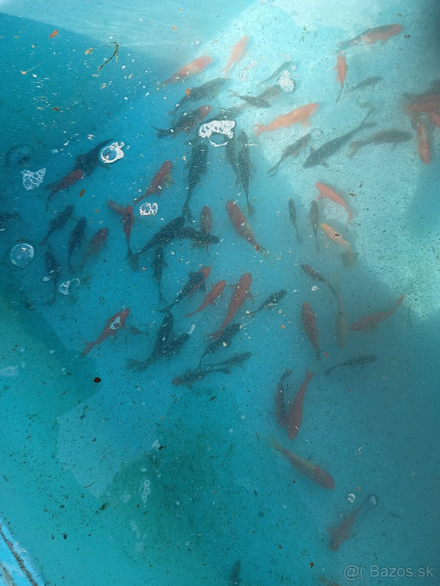 Jazierkové ryby - 2