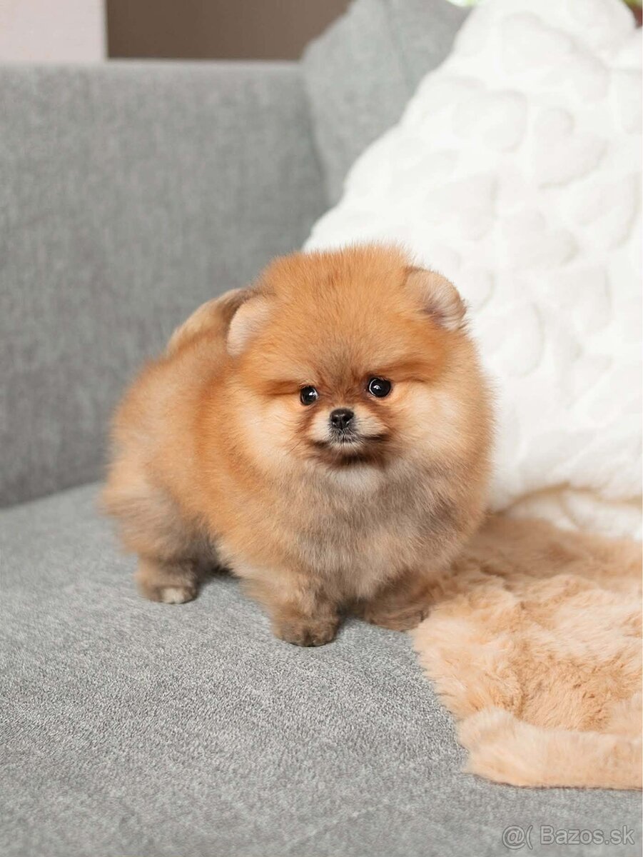 Pomeranian Mini - 2