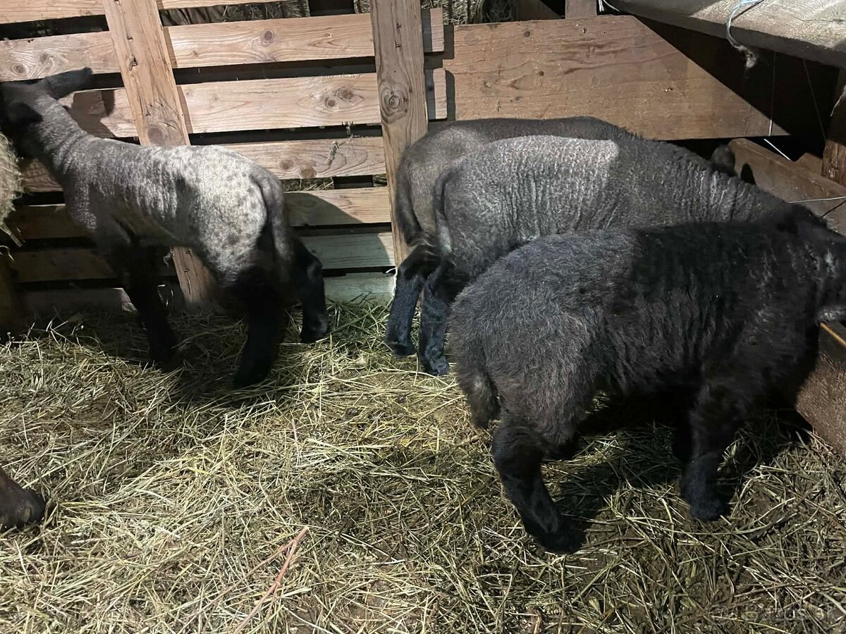 Jahnata, baranceky Sufolk - 2