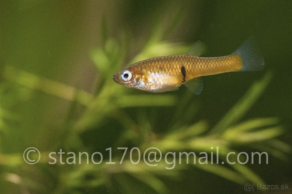 Girardinus uninotatus - 2