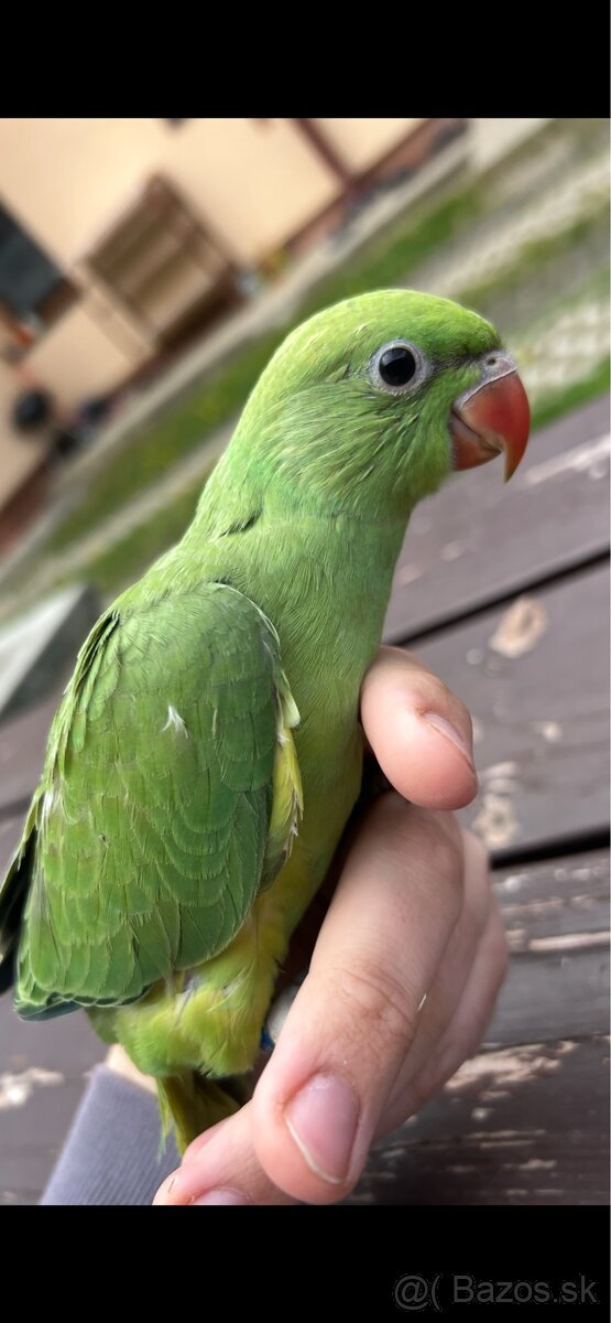 Predám cely chov a drevené voliéry - 2