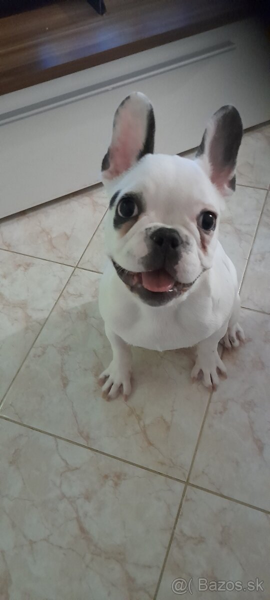 Francuzsky buldocek - 2