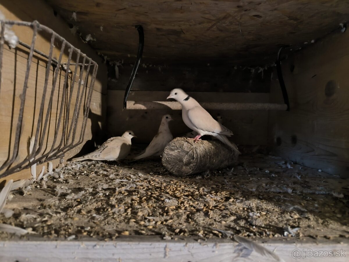 Hrdinky chichotave - 2