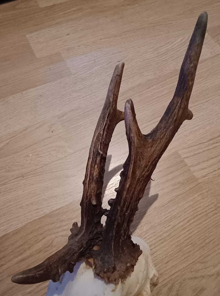 Trofej trofeje parohy parožie zhody,,, - 2