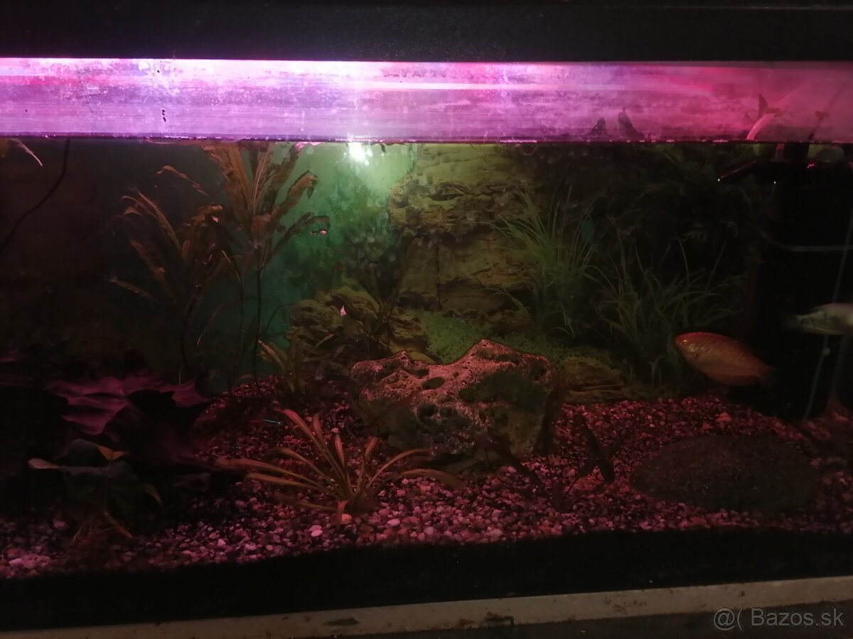 Akvarium - 2