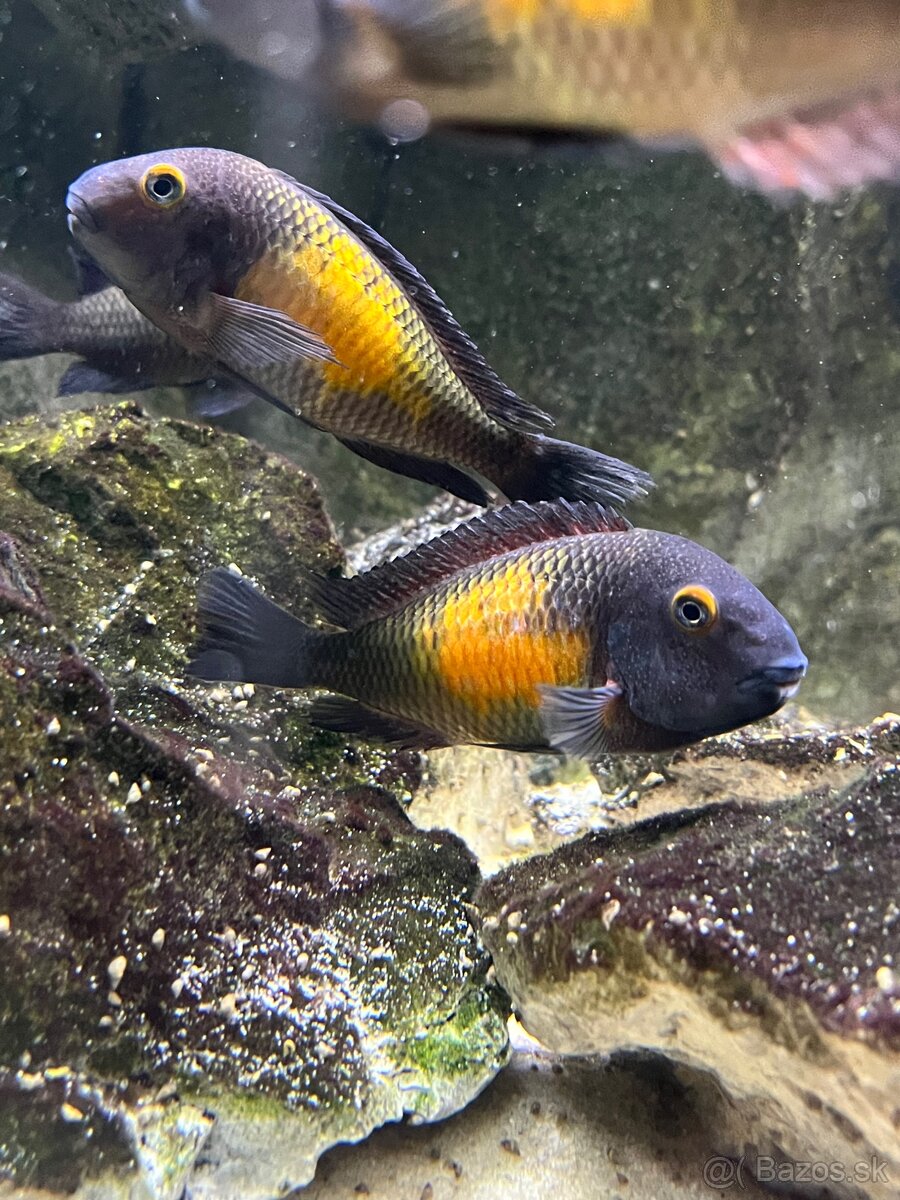 Predam Tropheus Moorri Kasakalawe WF - 2