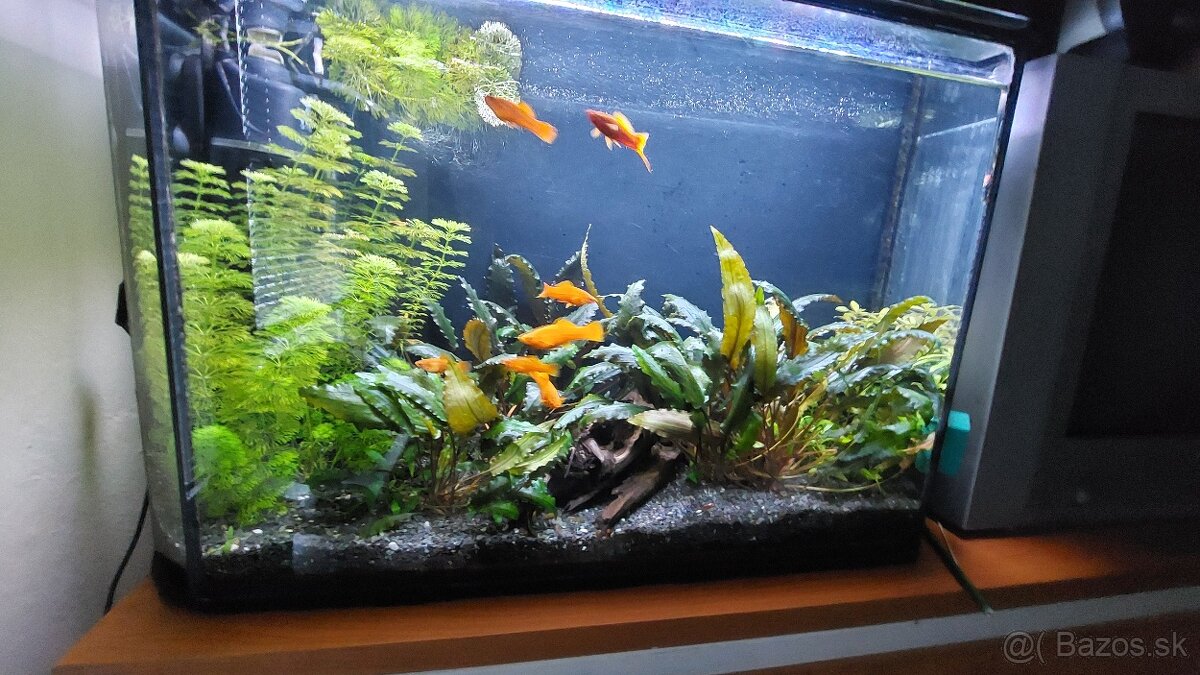 Cryptocoryne wendtii - 2