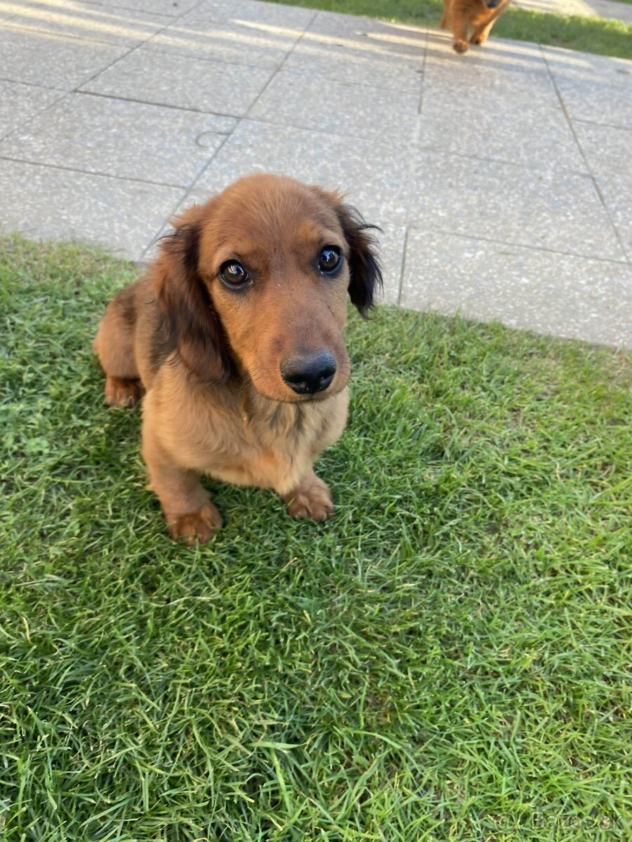 Jazvečik dlhosrstý predaj - 2