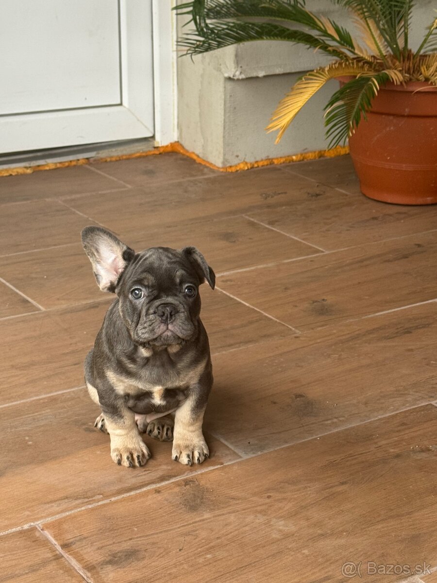 Francuzky bulldog - 2