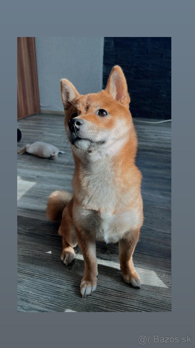 Shiba inu - 2