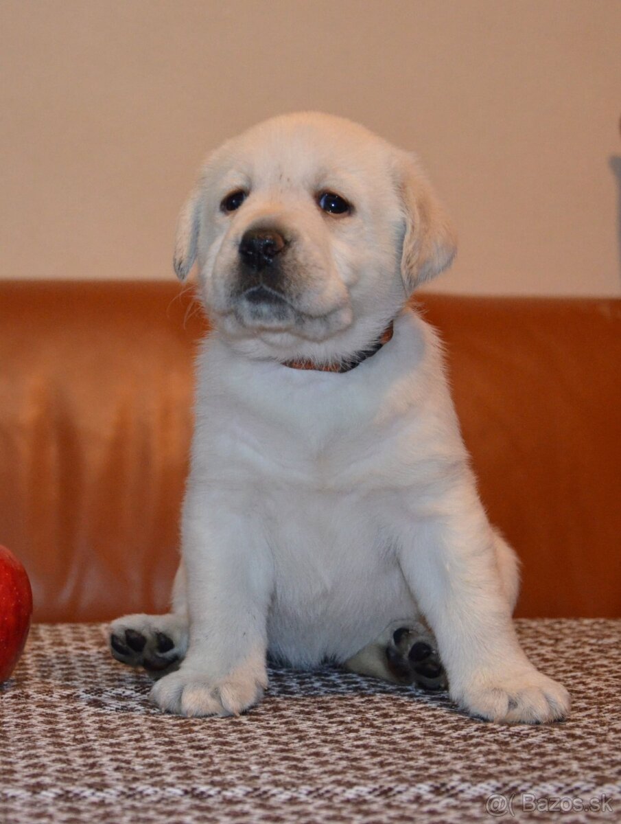 Labrador retriever šteniatka s PP - 2
