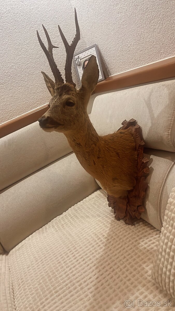 Trofej ,preparat ,srnec ,parohy ,parožie - 2