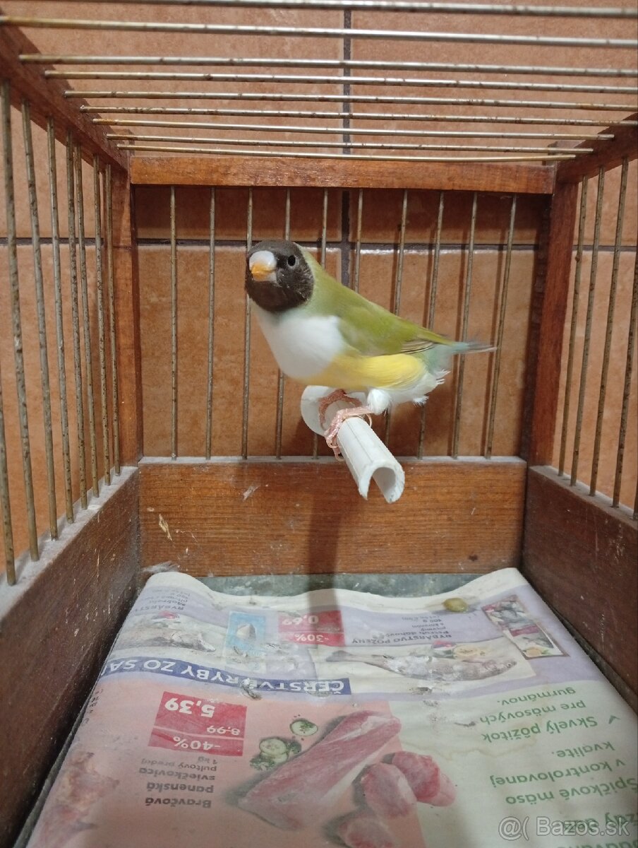 Predám amadina gouldová - 2