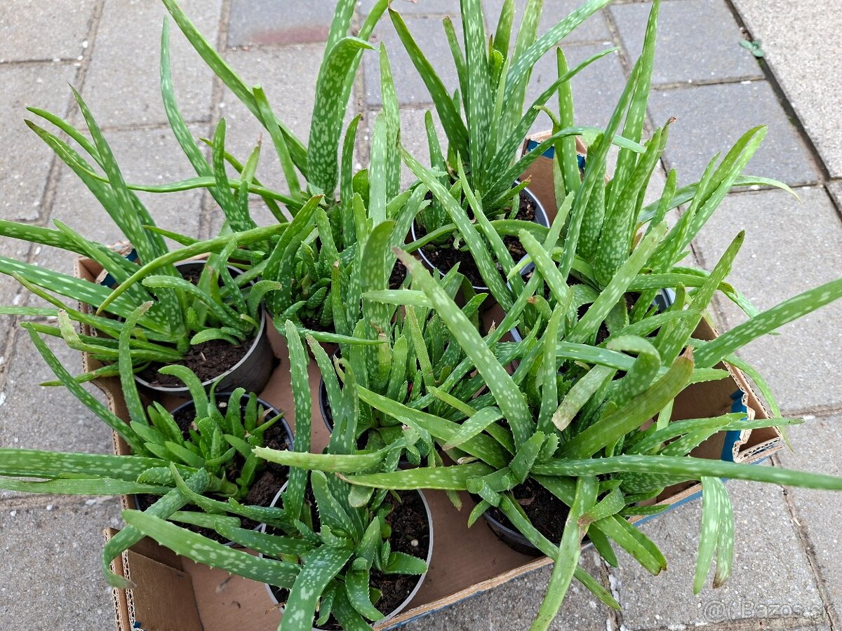 Aloe Vera - 2