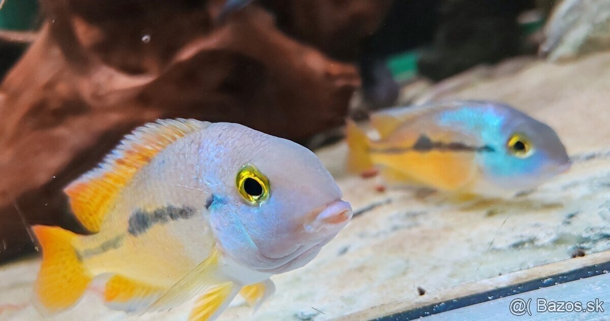 ‼️Hypsophrys Nicaraguensis‼️ - 2