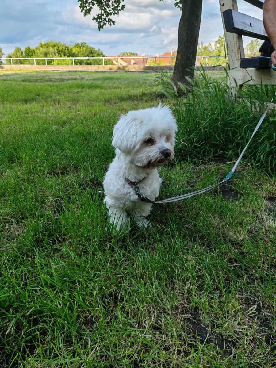 Maltezák do dobrych ruk. - 2