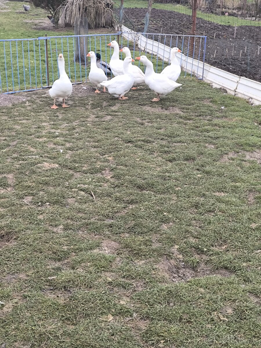 Slovenská biela hus- gunár - 2