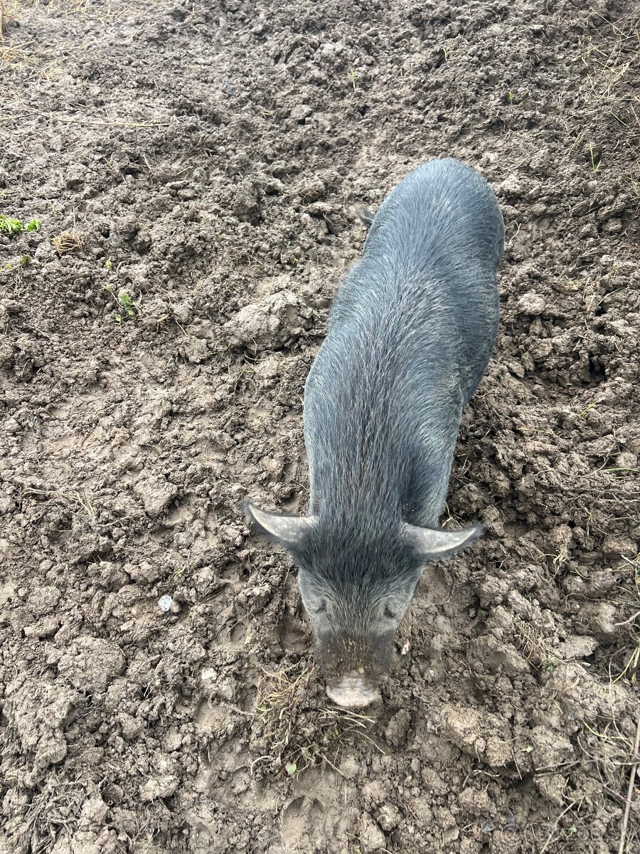 Vietnamské prasa - 2