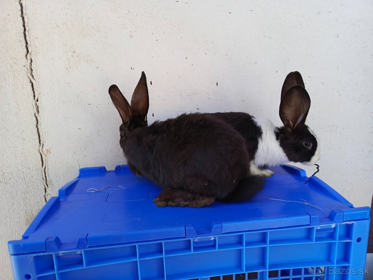 Šarišský Obrovitý x Belgický obor - 2