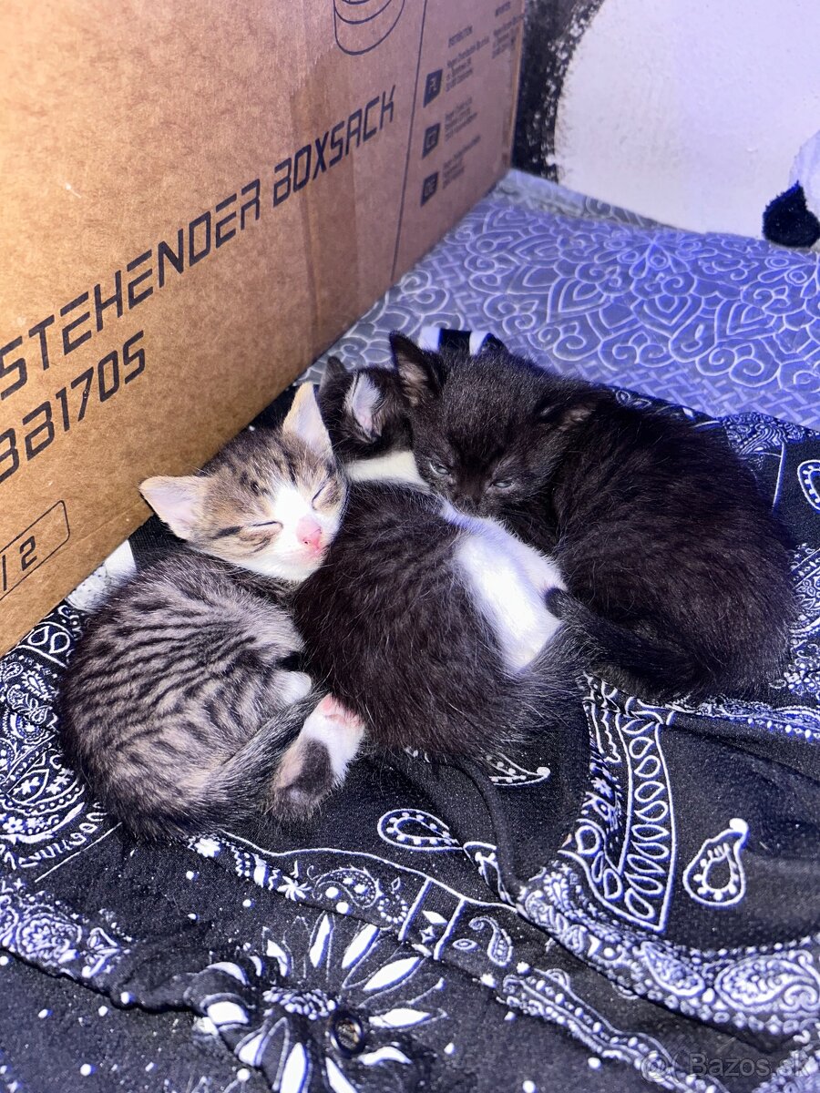 Darujem malé mačiatka - 2