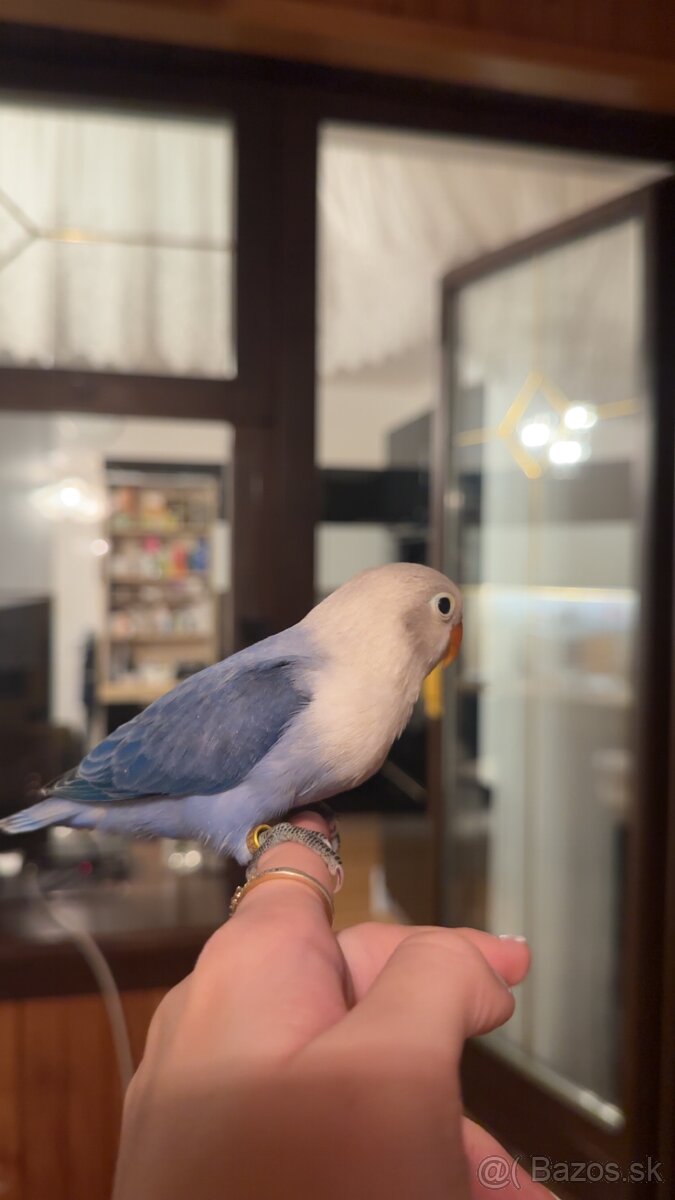 rucne dokrmene agapornisy - 2