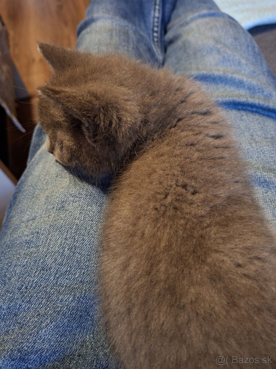 PREDÁM BRITSKÉ MAČIATKA - 2