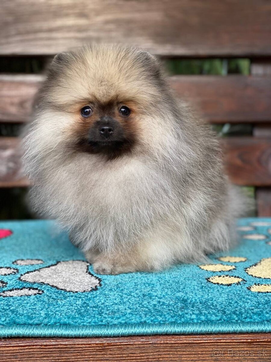 Pomeranian Exkluzivní Fenečka PP FCI - 2