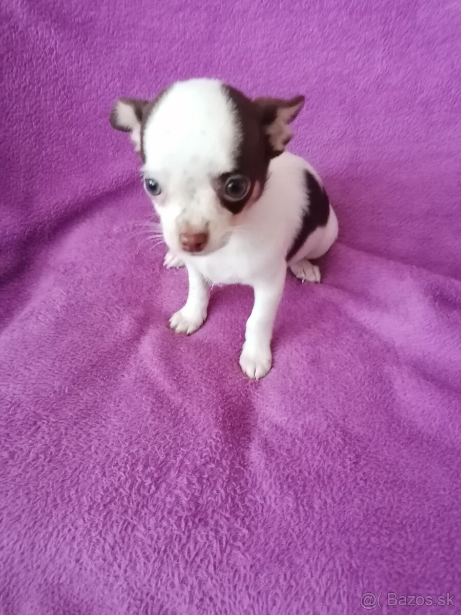 Čivava krátkosrstá - 2