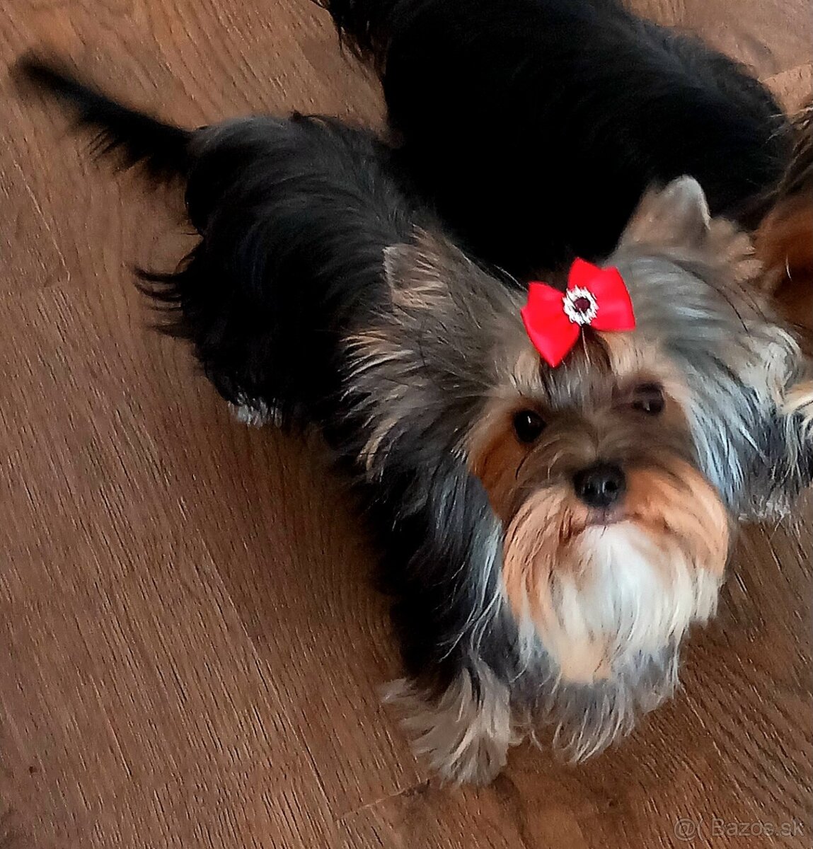 Yorkshire teriér s PP jorkšírsky terier - 2