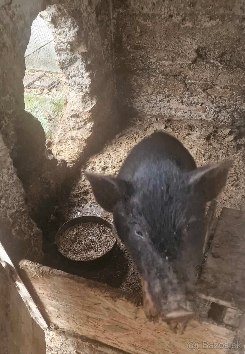 Predám prasnicu - 2