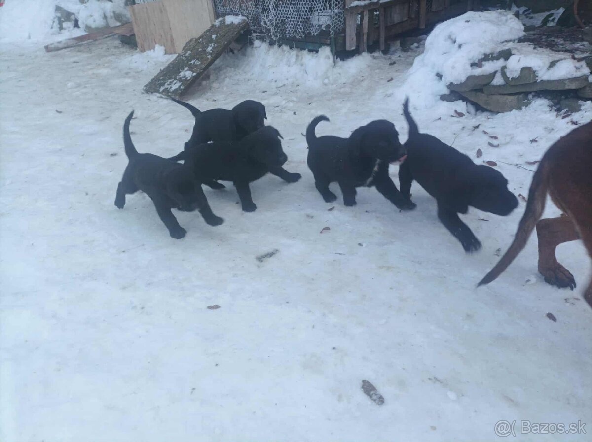 Kríženec labradora a bavorského farbiara - 2