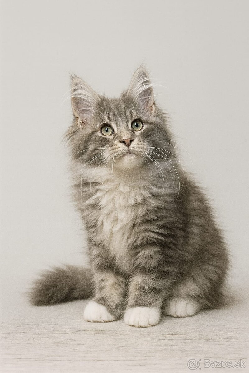 Mainská mývalia,maine coon,MCO - 2