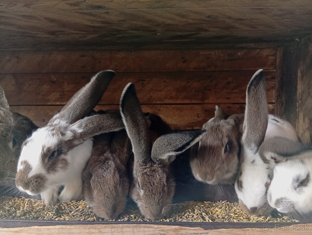 Predam králiky - 2