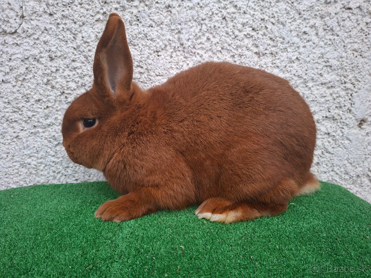 Novozélandský červený - 2