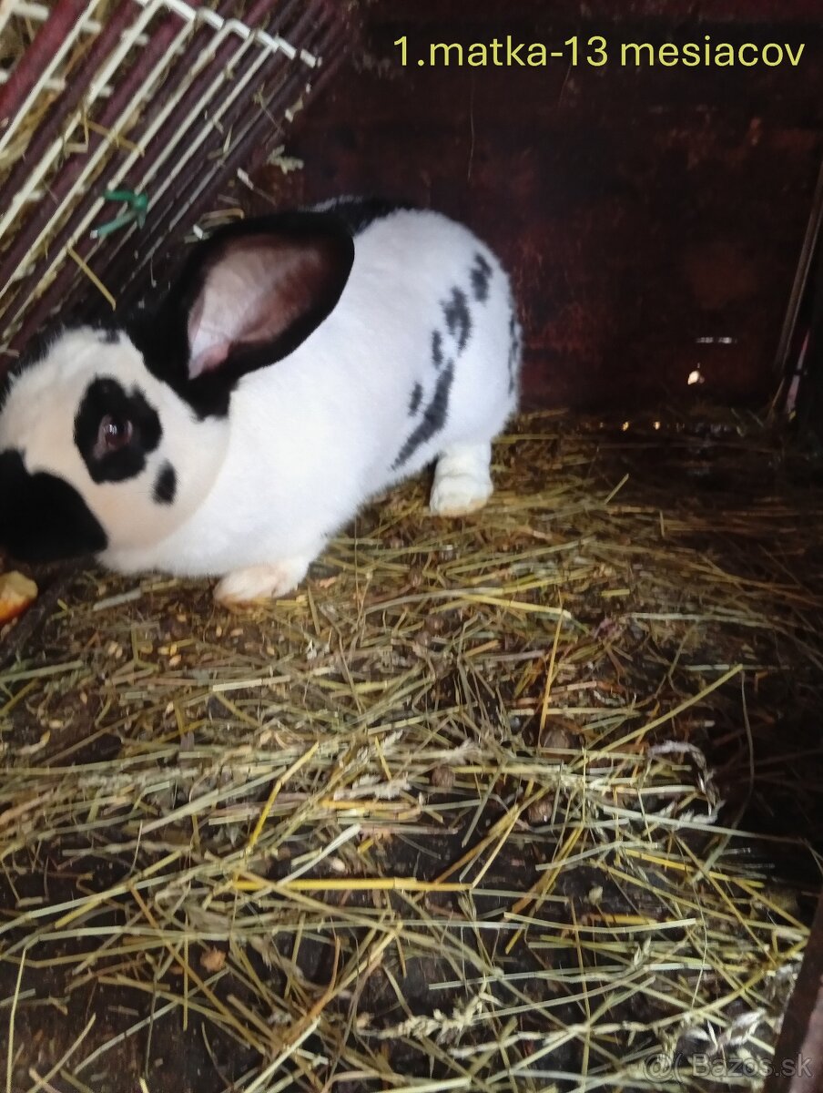 Predám NOS zajace králiky - 2