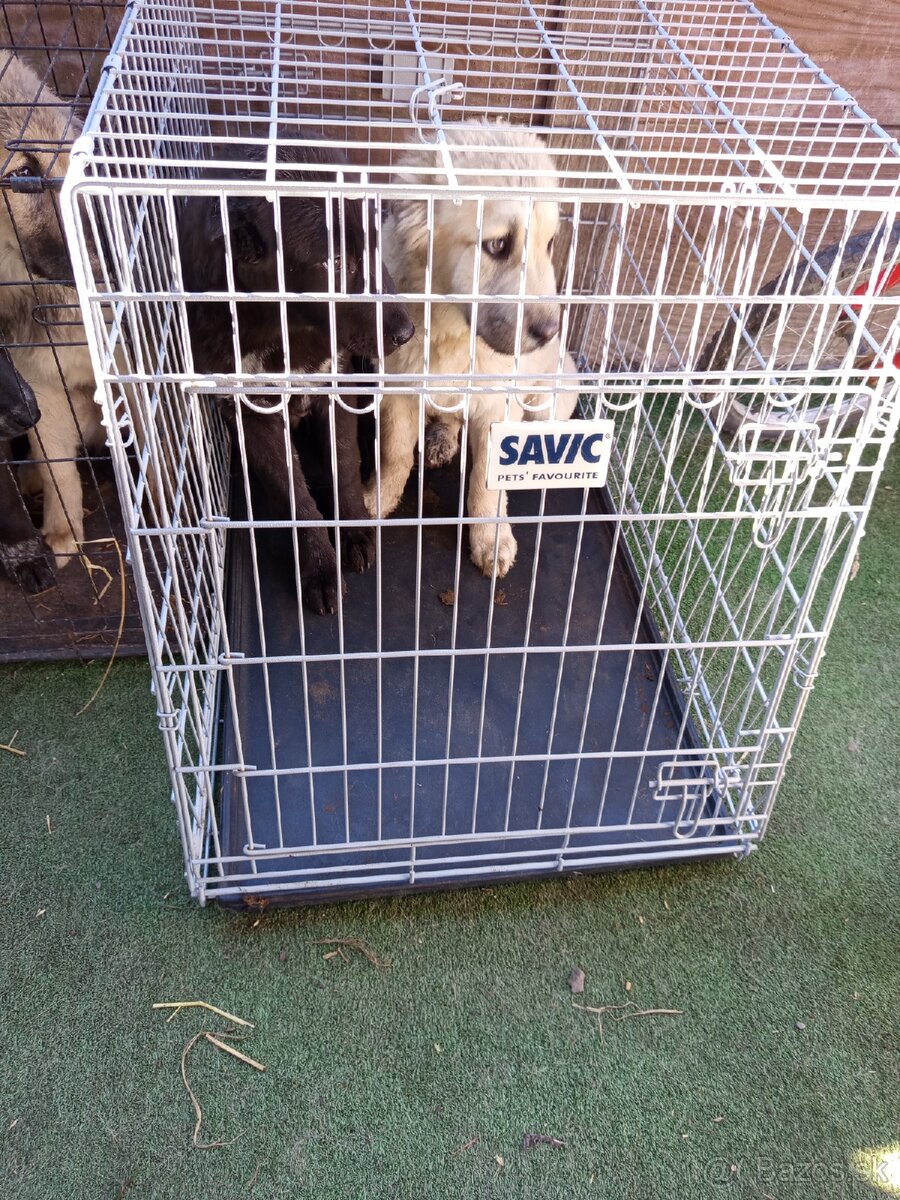 predám šteniatka stredoázijaka - 2