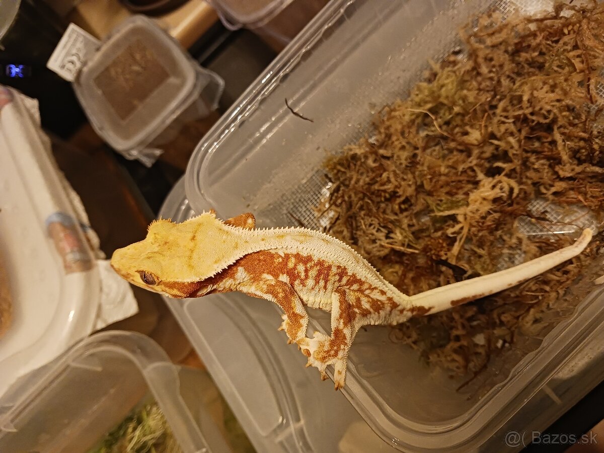 Pagekon riasnaty - 2