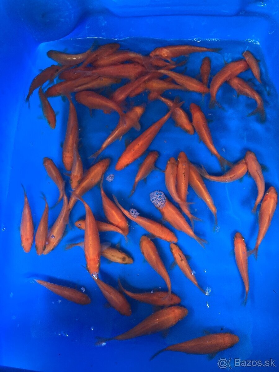 KOI Kapor - 2