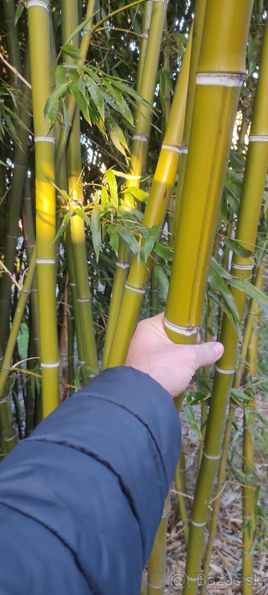 Mrazuvzdorný bambus - Phyllostachys - 2