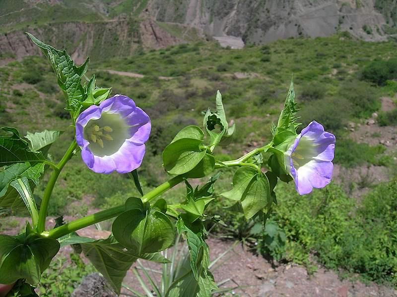 Nicandra physalodes - 2