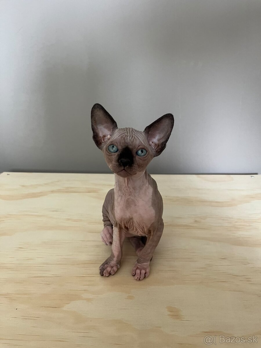 Mačiatka Sphynx - 2