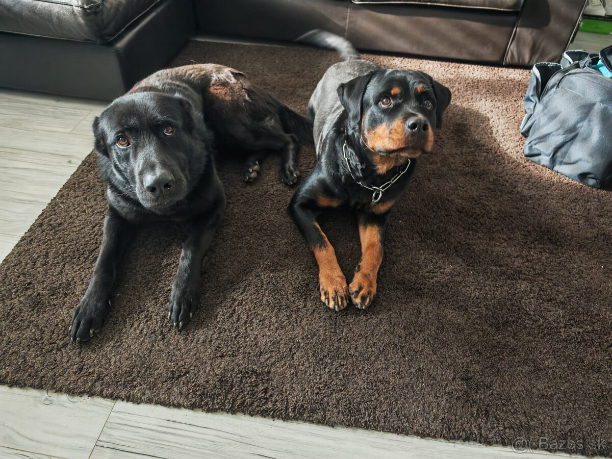 cistokrvna rotvajlerka s PP - 2