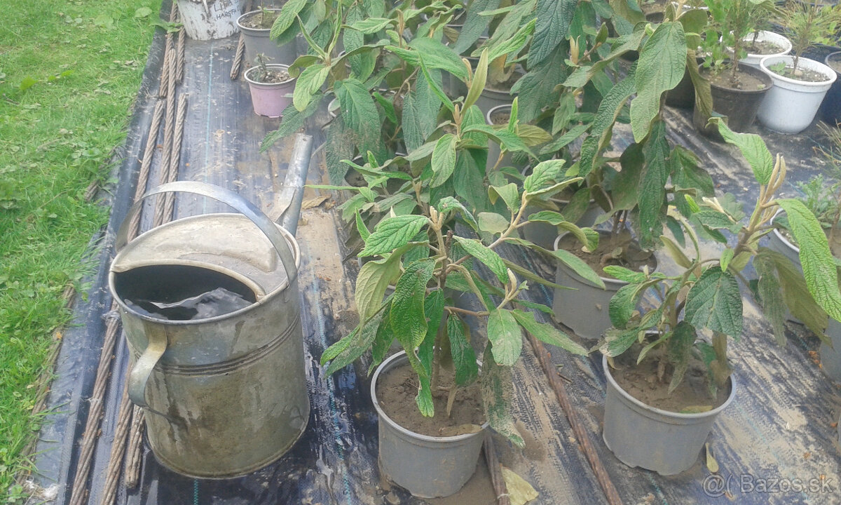 drevina KALINA VRÁSČITOLISTÁ - 2