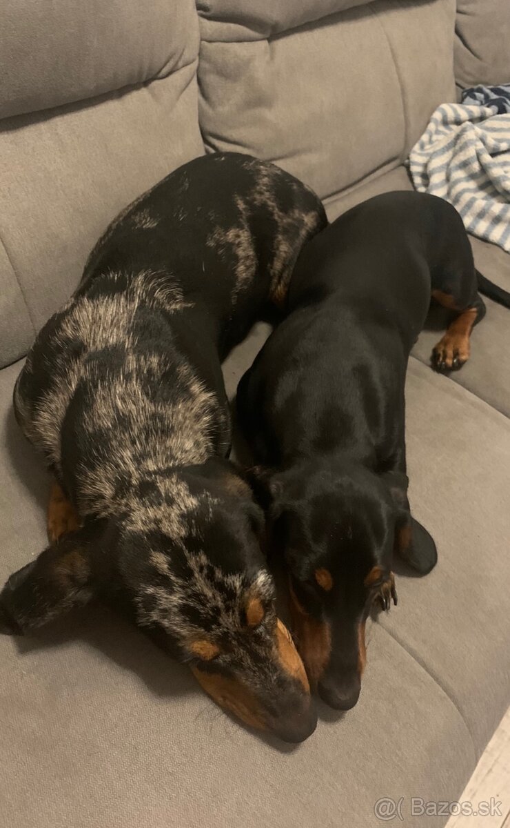 Darujem dvoch 1,5 ročných čistokrvných jazvečíkov len spolu - 2